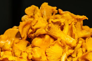 Canlı sarı chanterelle mantarları, karanlık bir arka plana karşı tazeliklerini ve aşçılık potansiyellerini vurgulayarak görsel olarak çekici bir kompozisyon oluşturuyorlar.