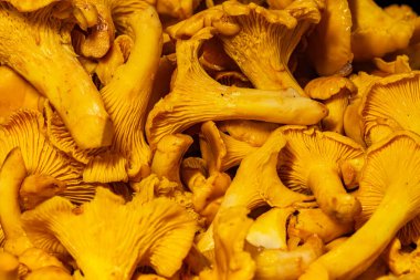 Çok sayıda altın chanterelle mantarının yakın plan görüntüsü büyüleyici bir zemin oluşturuyor, hassas solungaçlarını ve topraksı gövdelerini vurguluyor, sonbahar hasadının özünü somutlaştırıyor