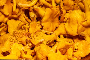 Çok sayıda altın chanterelle mantarının yakın plan görüntüsü, doğanın cömertliğinin büyüleyici bir gösterisini yaratıyor, aşçılık ve pazarla ilgili konular için mükemmel.