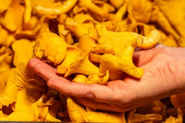 Şef bir avuç taze seçilmiş mantar mantarı tutuyor, canlı renklerini ve narin solungaçlarını daha fazla mantarın arka planına karşı sergiliyor.