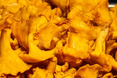 Bu yenilebilir mantarların tazeliğini ve güzelliğini vurgulayan, canlı ve dokulu bir mutfak arkaplanı yaratan sayısız altın kantarelle mantarının yakın görüntüsü.