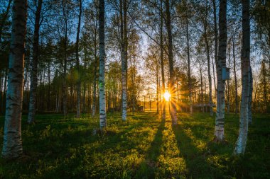 Altın gün batımı, büyüleyici Beyaz Geceler sırasında İsveç 'te bir huş ağacı ormanının üzerine sıcak bir parıltı yayarak huzur dolu ve huzurlu bir atmosfer yaratıyor.