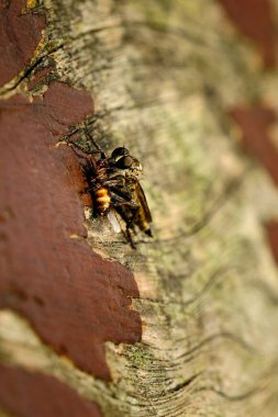 Hollanda, Eylül 2021 'de. Soyguncu sineği ya da suikastçi sineği, yırtıcı sinek, Asilidea 'ya yaklaşın, avını güneşin altında bir tahta parçasında yakalayın.