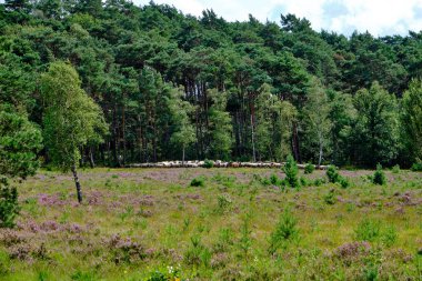 Brunssummerheide, Hollanda sınırında çoban köpeği olan bir koyun sürüsü.