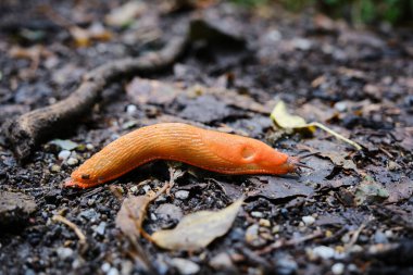 Kırmızı kurşunu yaklaştır, Arion Rufus. Büyük kırmızı sümüklü böcek, çikolata aryonu ve Avrupa kırmızı sümüklüböceği olarak da bilinir. Hollanda, Ağustos 2021