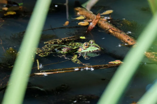 stock image Close-up of a common water frog or Green, Lake or Pool Frog, Pelophylax esculentus. Swimming in water with aquatic plants. Amersfoort, the Netherlands