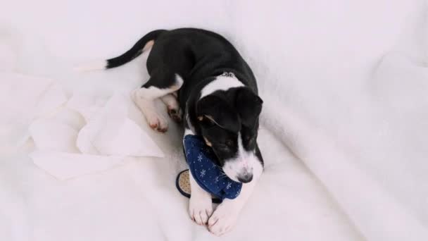一个非常淘气的小狗一个人呆在家里 咬着躺在白色沙发上的蓝色拖鞋的视频 高质量的4K镜头 — 图库视频影像