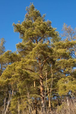 Ormanın tepesindeki tepede yetişen güzel yüksek bir ağacın mavi gökyüzü arka planı üzerinde tam boy fotoğrafı, güzel doğa konsepti. Yüksek kalite fotoğraf