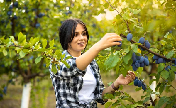Woman picking ripe plums from tree in basket in a beautiful plum orchard when the sun goes down. High quality photo