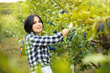 Güzel ve mutlu kız meyve bahçesindeki yeşil ağaçtan olgun ve sulu erikler topluyor. Yüksek kalite fotoğraf