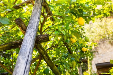 İtalya 'nın güneyinde eski ahşap kirişlerde limon ağacı yetişiyor. Yüksek kalite fotoğraf