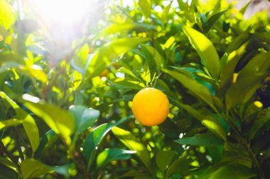 Gün doğumunda meyve bahçesinde bir portakal ağacı. Yüksek kalite fotoğraf