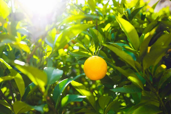 Апельсиновое Дерево Саду Рассвете Высокое Качество Фото — стоковое фото