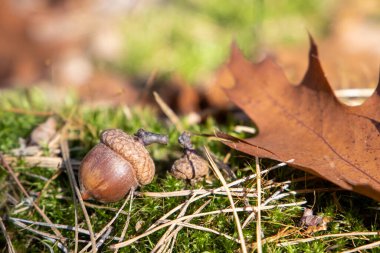 Sonbahar ormanındaki meşe palamudu, yakın çekim.
