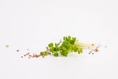 Microgreen. Arugula sprouts and arugula seeds. Selective focus.