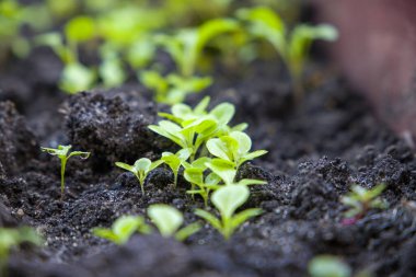 Growing lettuce, young sprouts. Selective focus.