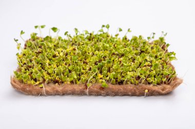 Beyaz arka planda filizlenmenin üçüncü gününde filizlenmiş mikro sebzeli halı turpları.