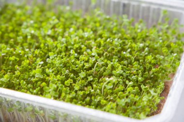 Arugula microgreens in a plastic box, close-up, background. Selective focus.