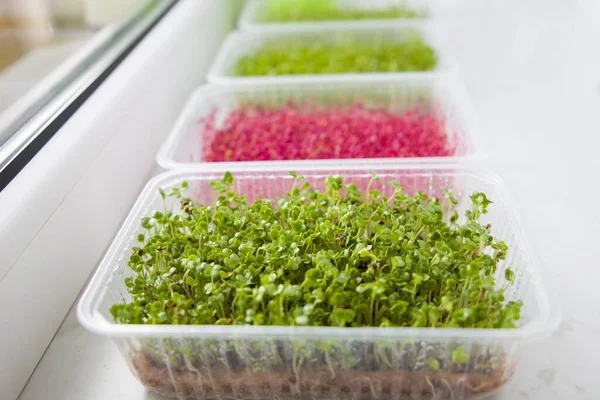 Microgreens in plastic containers on the windowsill, close-up
