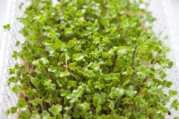 Close-up view of microgreens of cabbage. Selective focus.