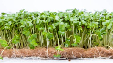 Fresh green cabbage microgreens isolated on white background. Concept of healthy food and diet