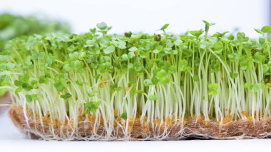 Fresh green arugula microgreens isolated on white background. Concept of healthy food and diet
