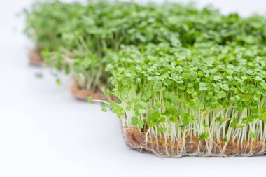 growing fresh organic micro green on the white background