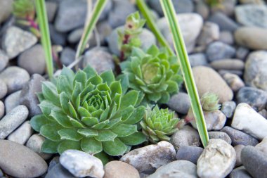 Bahçedeki çakıl taşlarında yetişen sulu bitkiler..