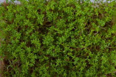 Tere salatası mikroçerezleri, üst manzara.