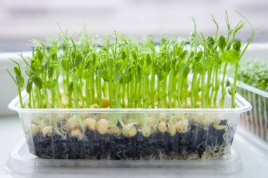 Plastik bir kabın içinde bezelye filizleri.