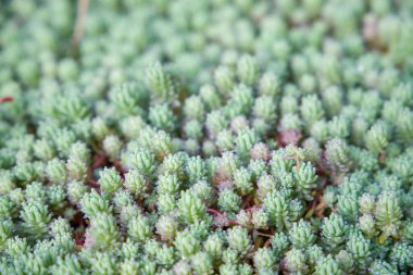 Botanik bahçesindeki küçük yeşil sulu bitkileri kapatın.