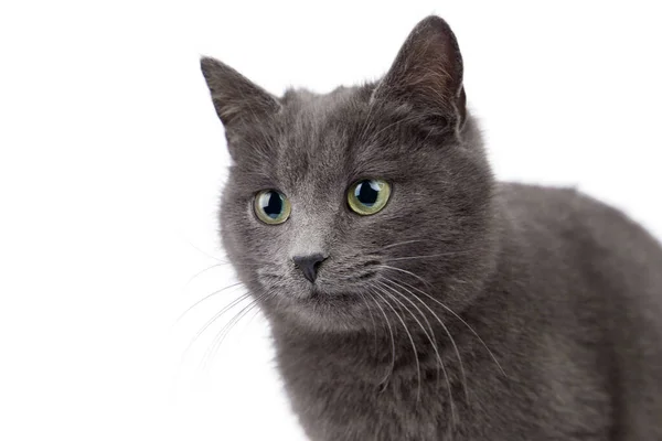 Porträtt Grå Katt Med Gröna Ögon Vit Bakgrund — Stockfoto