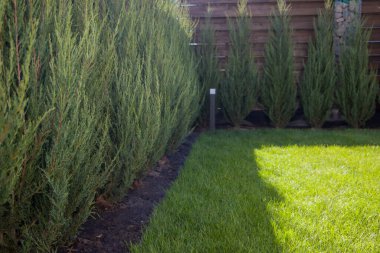 Bahçede çimenler, yeşil çimenler ve haydutlar..