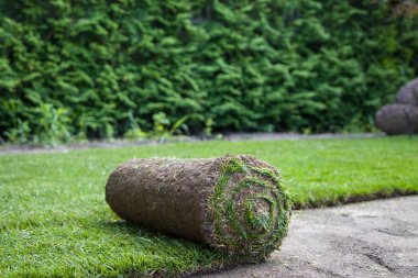 Bahçede çimenler ve arka planda ağaçlar.