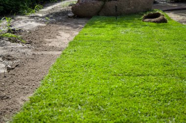 Yuvarlanan çimenler. Seçici odak.