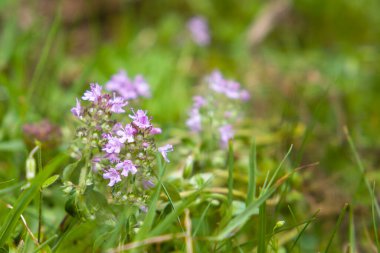 Thymus vulgaris veya yaygın kekik (timus vulgaris) çiçekleri