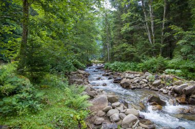 Ormandaki dağ deresi. Dağ nehri olan bir manzara.
