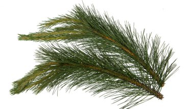 Beyaz arka plan üzerinde izole çam ağacının dalını