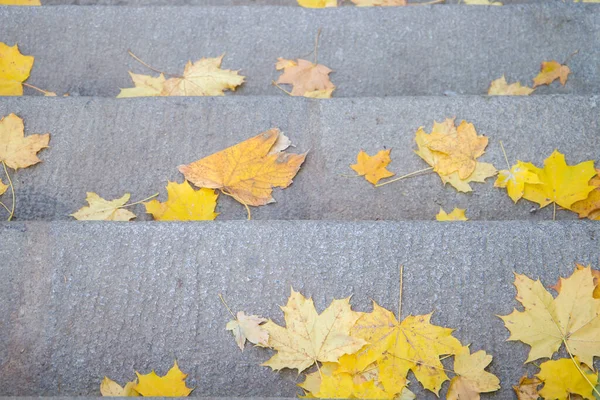 Lépcsők Lehullott Sárga Levelek Közelkép — Stock Fotó