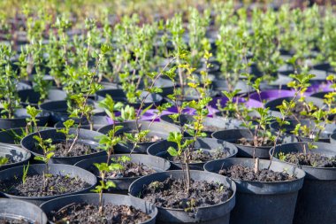 Çocuk odasındaki plastik saksılara fidanlar ekilmeye hazır.