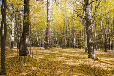 Sonbahar ormanı ve yerde sarı yapraklar. Peyzaj.