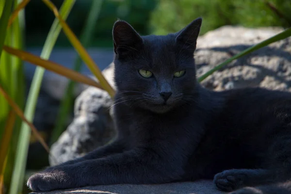Black cat with green eyes lying on the stone in the garden.