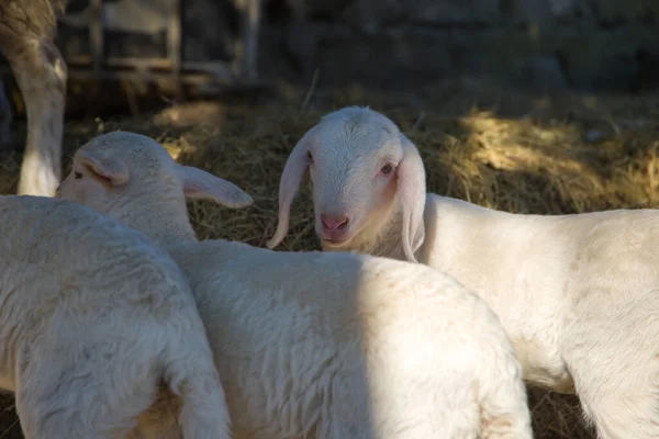 Çiftlikteki Koyunlar Sığ Alan Derinliğine Sahip Seçici Odak — Stok fotoğraf