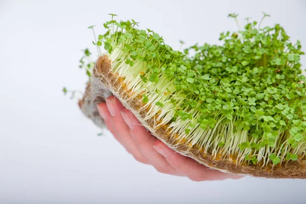 Mustard microgreens on a linen rug in hand.