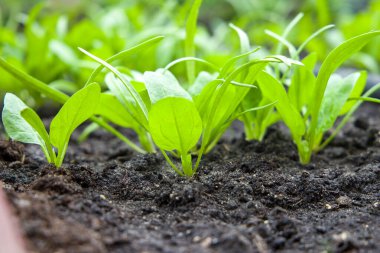 Toprakta taze yeşil lahanalar. Seçici odaklanma. Sığ alan derinliği.