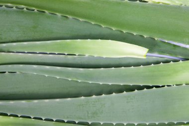 Yeşil yaprak aloe vera dokusu, üst görünüm
