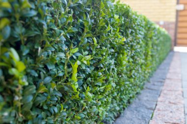 Parktaki yeşil çit. Seçici odak ve alanın sığ derinliği.