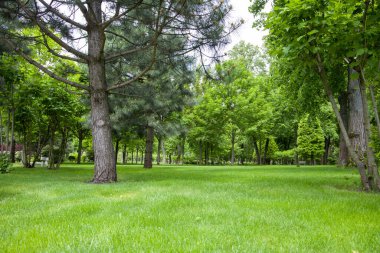 Parktaki yeşil çimenler ve ağaçlar