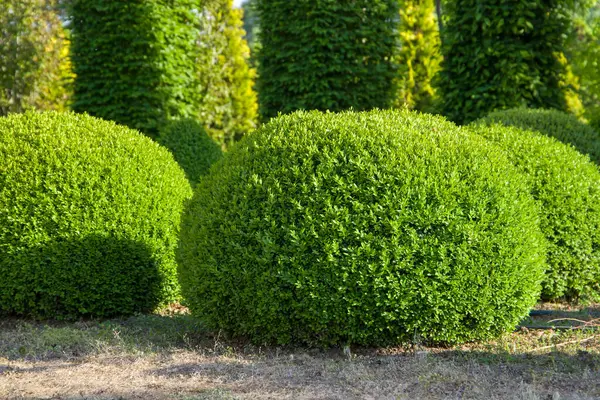 Büyük bir boxwood çalısı, top şeklinde kesilmiş..