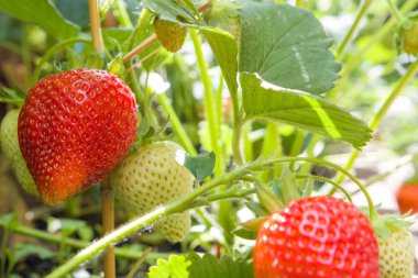 Bahçede büyüyen kırmızı çilek